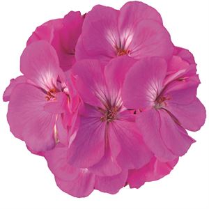 Bild von Geranium Staand P12 Moonlight vivian